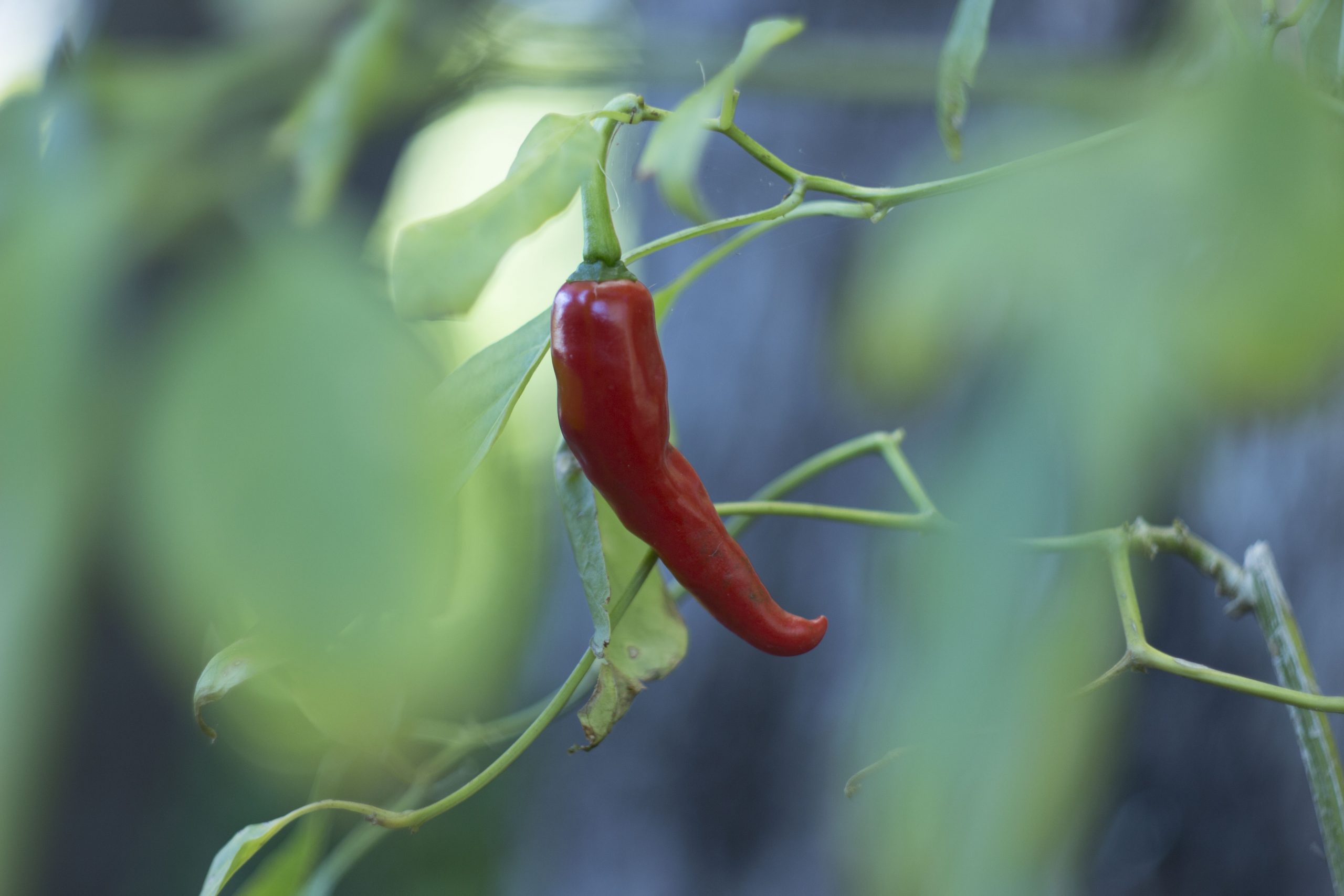 Chilli photograph